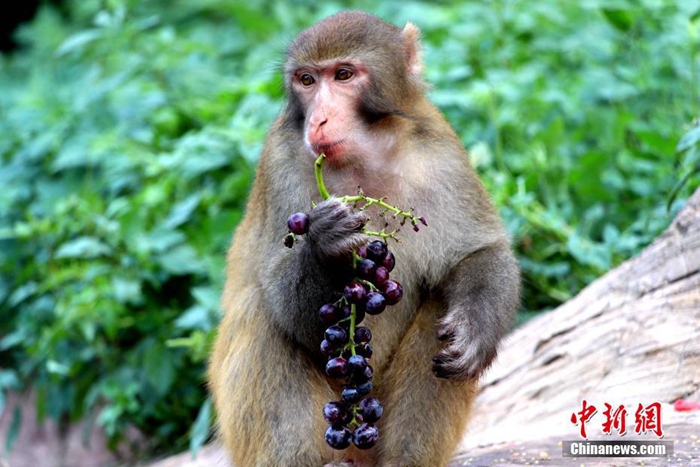 中 타이항산 원숭이들의 특제 아이스 영양식 “더위야 가라” 
