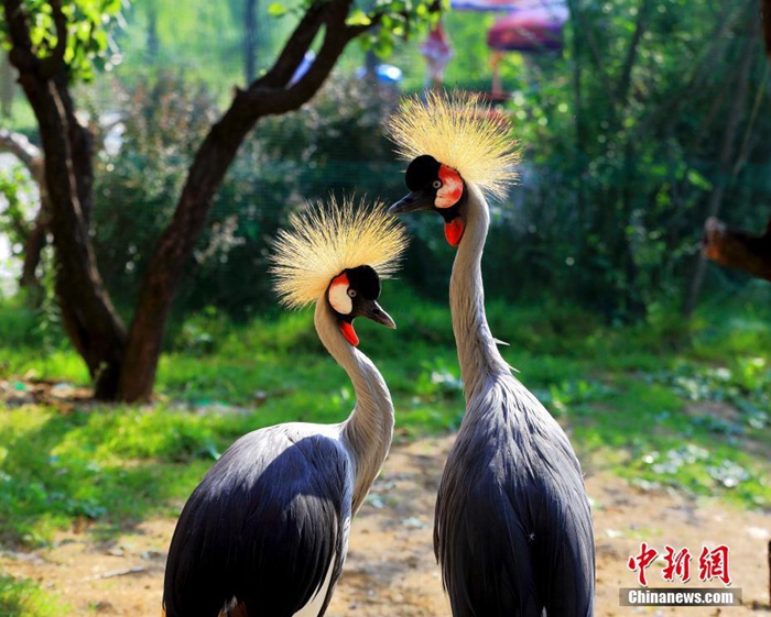 [포토] 칠월칠석 맞아 중국 동물원 가족들의 사랑고백 현장 포착
