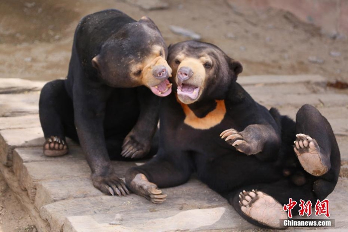 [포토] 칠월칠석 맞아 중국 동물원 가족들의 사랑고백 현장 포착
