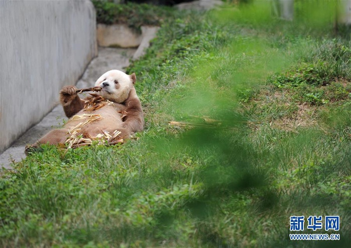 중국 친링의 갈색 판다 ‘치짜이’…‘보물 중의 보물’