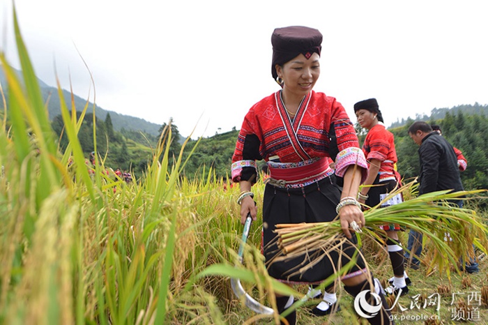 중국 광시 룽성현, 소수민족들의 다양한 추석 행사