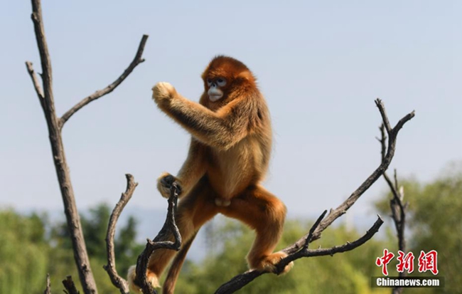 들창코원숭이 한 마리가 나뭇가지에서 ‘쿵푸(功夫)’를 선보이고 있다.[촬영: 중국신문사 장융(張勇) 기자]