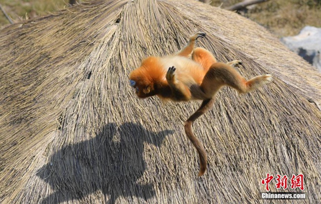 지난 야생 동물원, ‘쿵푸’ 들창코원숭이…국경절 관광객 끌어온 귀여운 동물들 