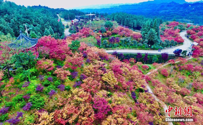 中 충칭 우저우위안(五洲園), 가을철 그림 같은 단풍숲