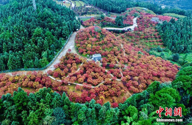 中 충칭 우저우위안(五洲園), 가을철 그림 같은 단풍숲