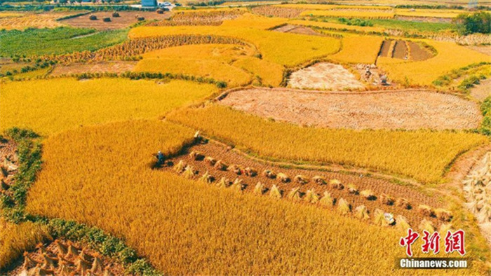 드론으로 촬영한 수확 한창인 中 장시성 베이시村 ‘황금벌판’