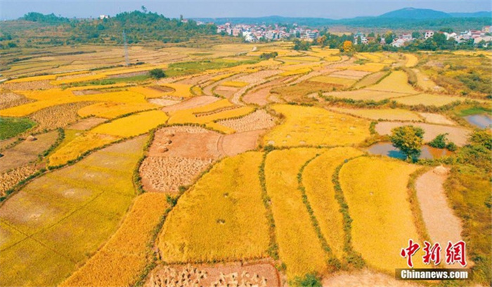 드론으로 촬영한 수확 한창인 中 장시성 베이시村 ‘황금벌판’