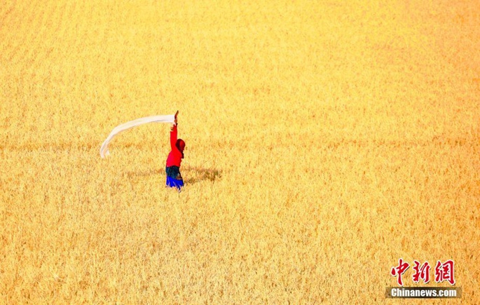 네이멍구 후룬베이얼의 가을, 한 폭의 그림 같은 풍경