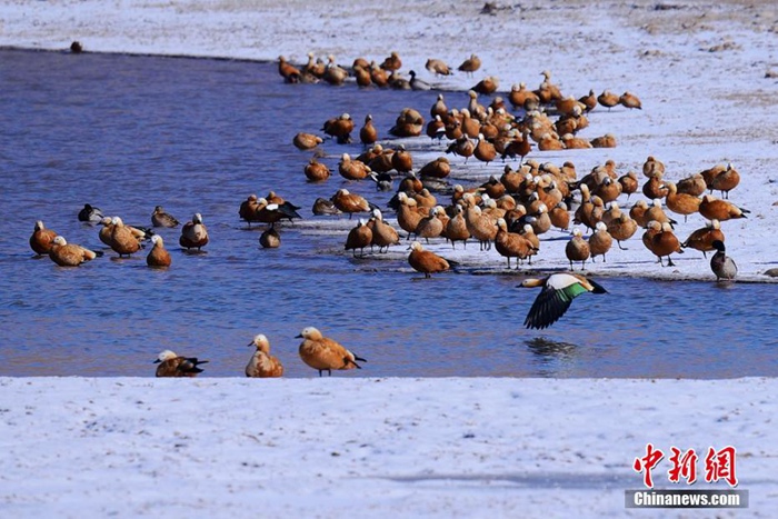 중국 간쑤 사막도시에 찾아온 철새들, 겨울 서식지로 선택