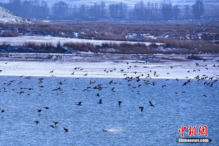 중국 간쑤 사막도시에 찾아온 철새들, 겨울 서식지로 선택