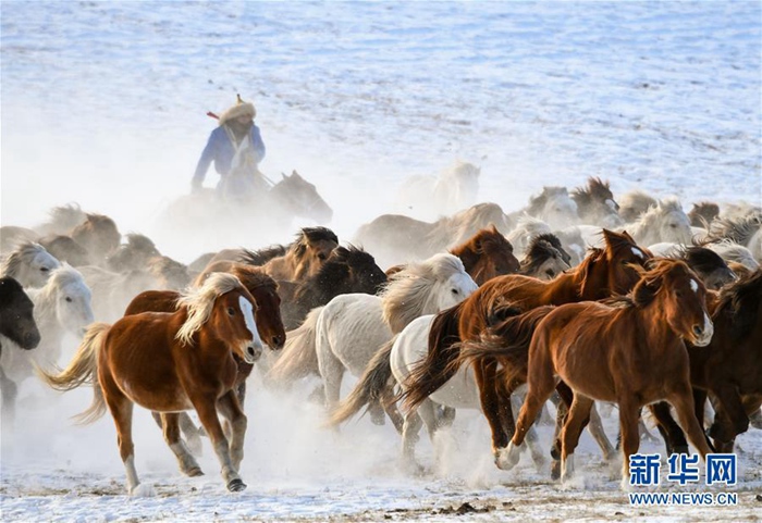중국 네이멍구 겨울 관광 필수 코스, ‘설원 위를 달리는 말’