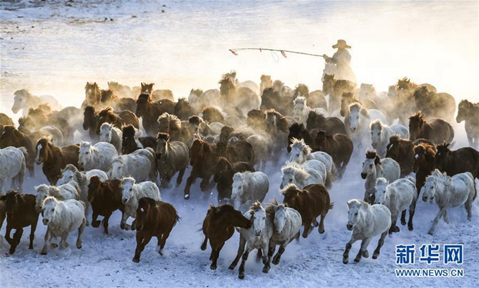중국 네이멍구 겨울 관광 필수 코스, ‘설원 위를 달리는 말’