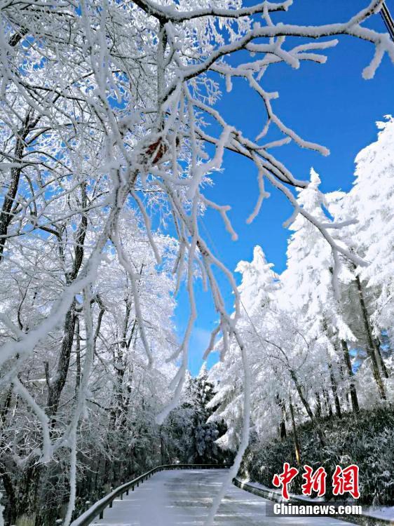겨울의 아름다움, 중국 후베이 눈 내린 ‘일본 낙엽송 기지’
