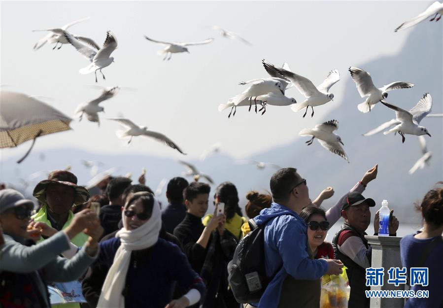 2월 10일 쿤밍(昆明) 뎬츠(滇池) 부근에서 붉은부리갈매기를 구경하는 관광객들의 모습이다. [사진 출처: 신화사/촬영: 량즈창(梁志强)]