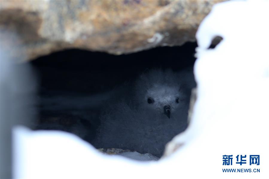 남극 중산(中山) 기지 인근 절벽 사이에서 촬영한 바다제비 새끼 [2월 11일 촬영/신화사 류스핑(劉詩平) 기자]