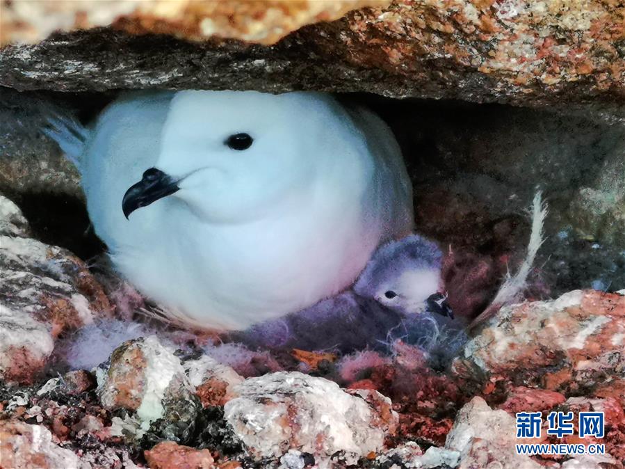 어미 바다제비와 새끼 바다제비 [사진 출처: 신화사/ 1월 14일 촬영: 장정왕(張正旺)]