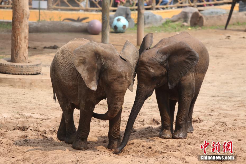 아프리카 코끼리의 ‘다정한 커플 사진’ [사진 출처: 중국신문망/촬영: 왕청제(王成杰)]
