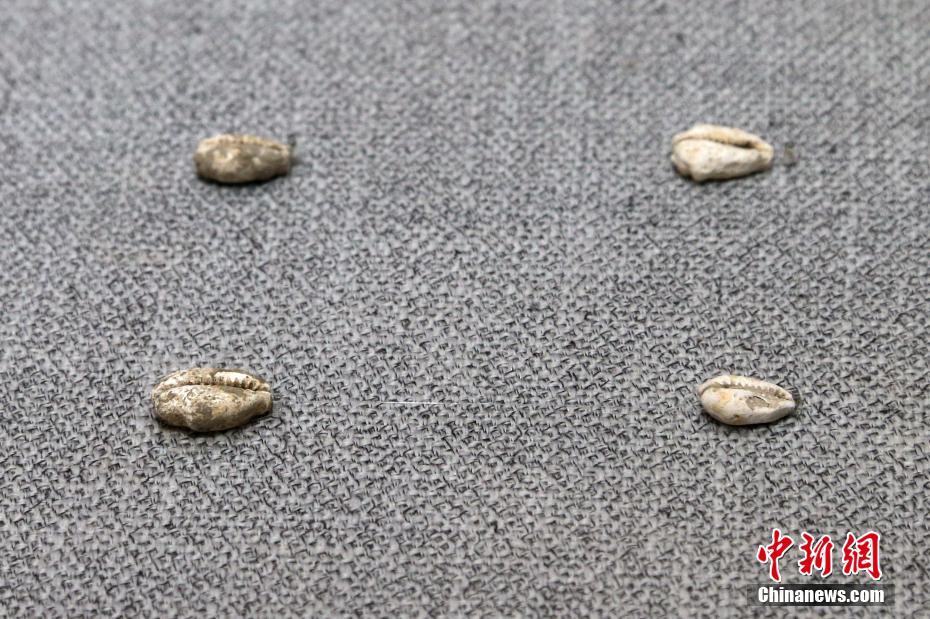 2월 20일, 박물관 내부에 전시된 ‘폐폐(貝幣, 조개 화폐)’ [촬영/중국신문사 장위안(張遠) 기자]