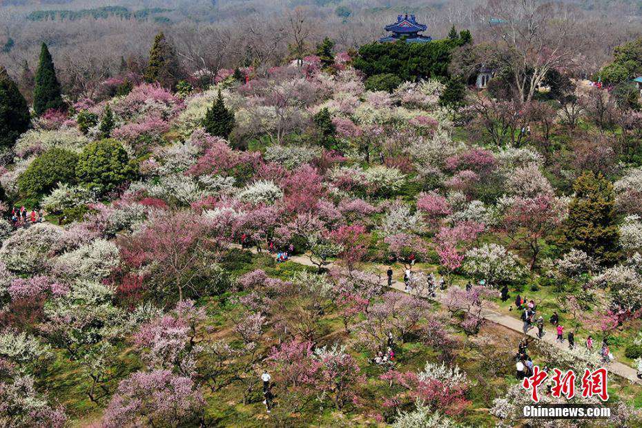 난징 메이화산에 활짝 핀 매화꽃, 형형색색 봄꽃 풍경