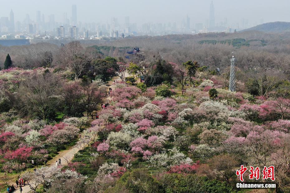 난징 메이화산에 활짝 핀 매화꽃, 형형색색 봄꽃 풍경