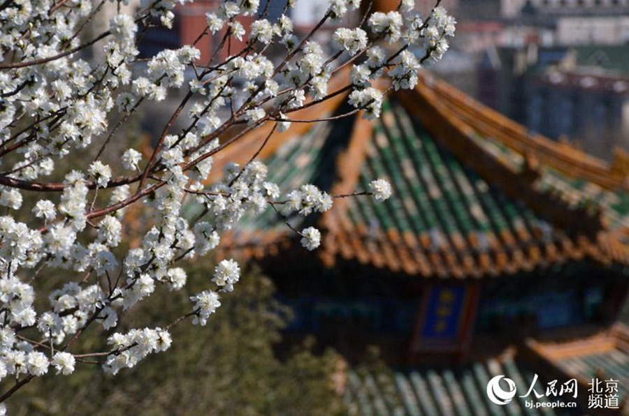 징산(景山)의 복숭아꽃들이 활짝 피었다. [사진 출처: 인민망/촬영: 인싱윈(尹星雲)]