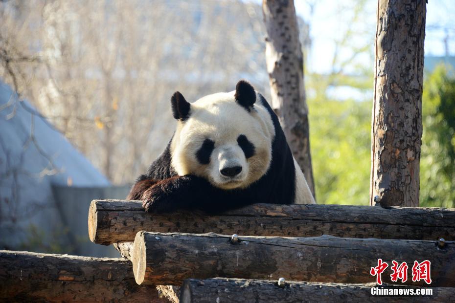 지난 14일, 베이징 동물원 판다가 일광욕을 즐기고 있다. [촬영: 판자산(樊甲山)]