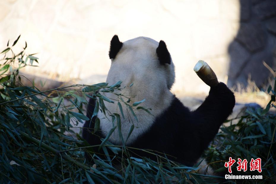 지난 14일 오전, 초봄 햇살이 가득한 중국의 수도, 베이징 동물원 판다가 햇살 아래서 죽순을 먹고 있다. [촬영: 판자산(樊甲山)]