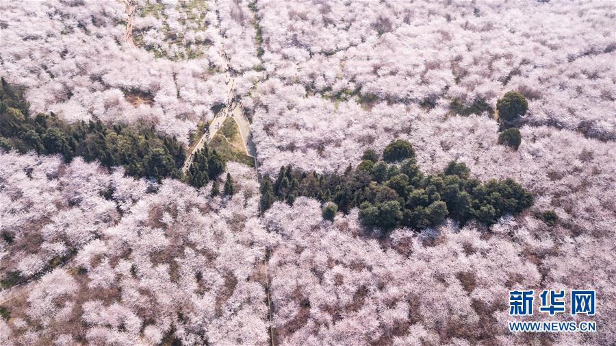 3월 19일, 구이저우(貴州) 구이안신구(貴安新區) 벚꽃 관광지를 찾은 관광객들(드론 촬영)[촬영: 신화사 타오량(陶亮) 기자]