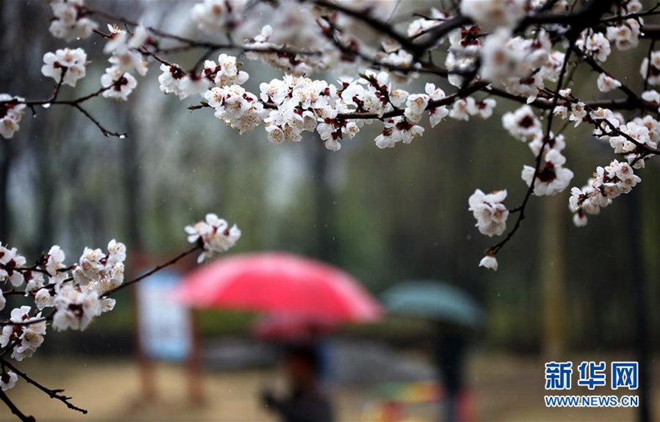 지난 20일, 산둥(山東)성 짜오좡(棗莊)시 둥후(東湖)공원, 시민들이 우산을 들고 꽃을 감상하고 있다. [사진 출처: 신화사/촬영: 쑨중저(孫中喆)]