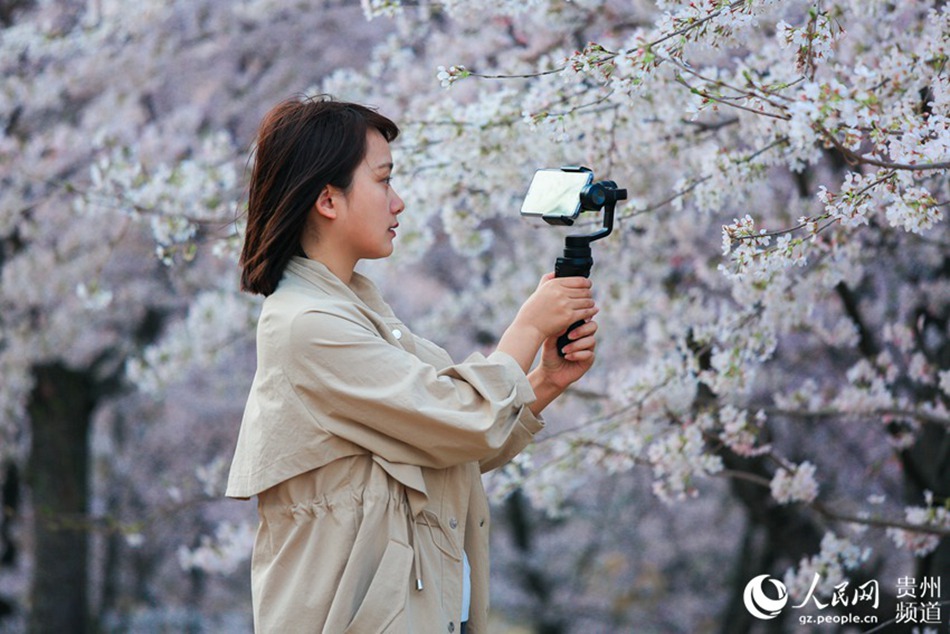 활짝 핀 벚꽃을 카메라에 담는 한 관광객 [촬영/투민(塗敏)]