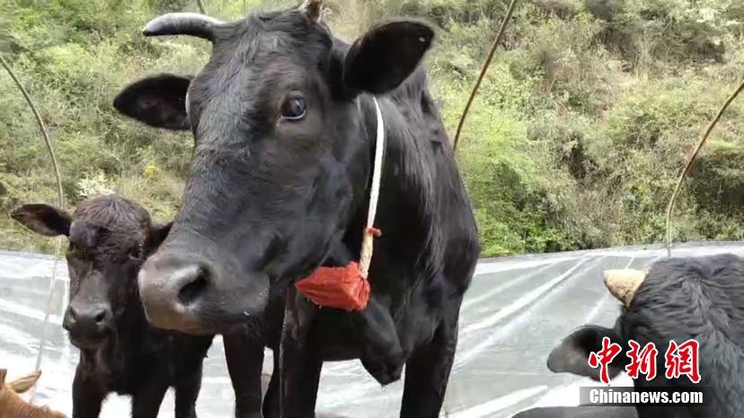 소 목에 GPS를 부착하고 있다. [촬영: 양이(楊懿)]