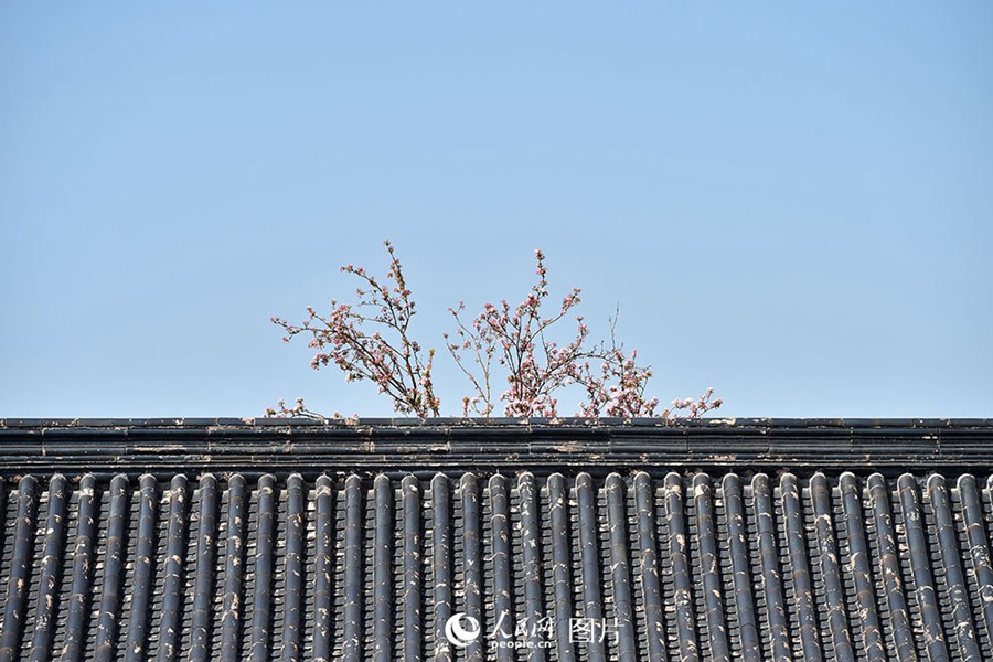 베이징 고궁에 찾아온 봄, ‘해당화-배꽃-목련…’