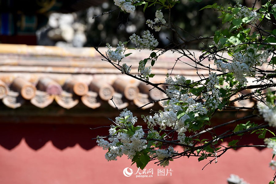 베이징 고궁에 찾아온 봄, ‘해당화-배꽃-목련…’
