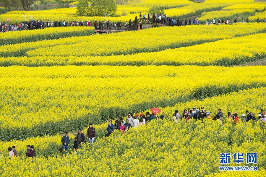 지난달 31일, 장쑤(江蘇) 유채꽃 명소를 찾은 관광객들(드론 촬영)[사진 출처: 신화사/촬영: 쉬진바이(徐勁柏)]