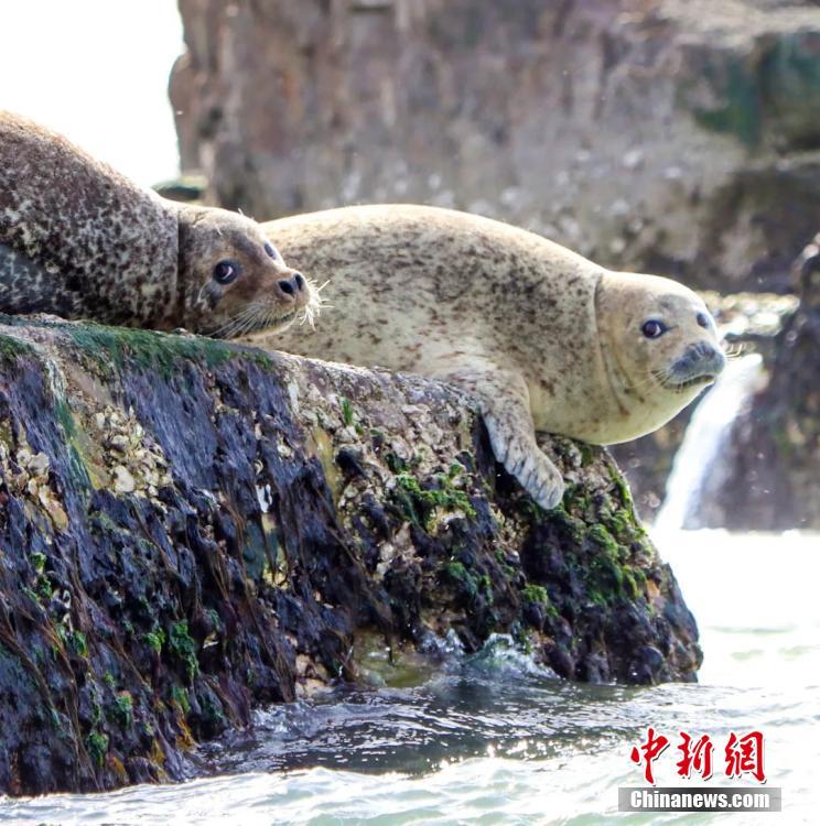점박이물범은 물속에서 먹을 것을 찾거나 암초 위에서 햇볕을 쬐곤 한다. [사진 출처: 중국신문망/촬영: 우쿤(吳昆)]
