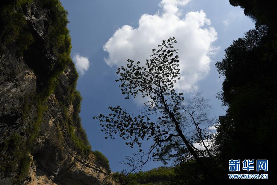4월 22일 디둥허(地洞河) 천갱(天坑) 하단에서 촬영한 식물 [촬영/신화사 장보원(張博文) 기자]