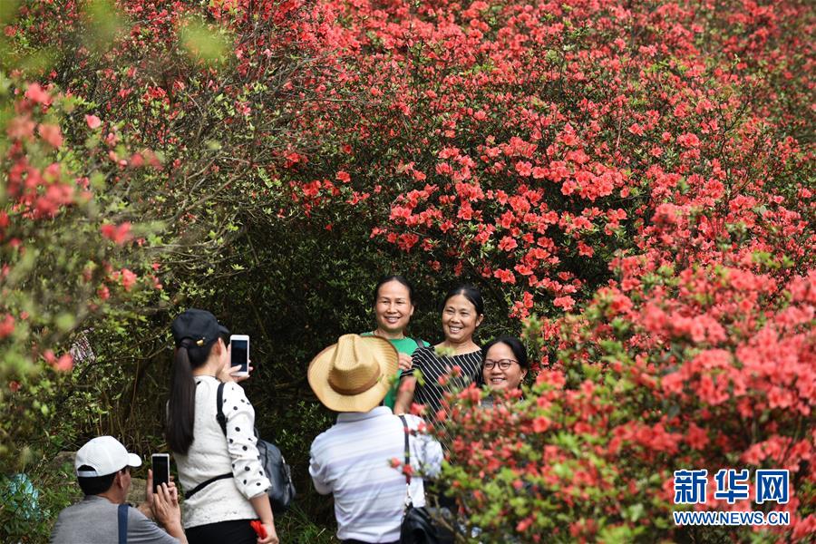 진달래꽃을 배경으로 기념 사진을 찍는 관광객들[촬영: 신화사 양원빈(楊文斌) 기자]