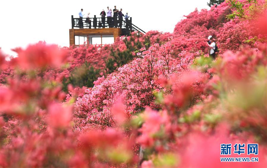 관광객들이 구이펑(龜峰)산 꽃밭을 구경하고 있다. [촬영: 신화사 청민(程敏) 기자]