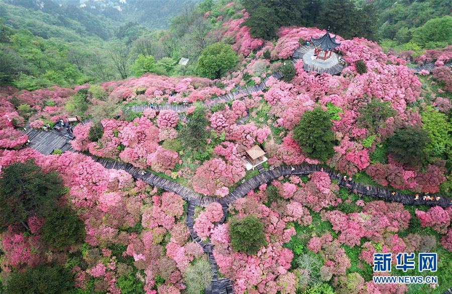 관광객들이 구이펑(龜峰)산 꽃밭을 구경하고 있다. [드론 촬영: 신화사 청민(程敏) 기자]