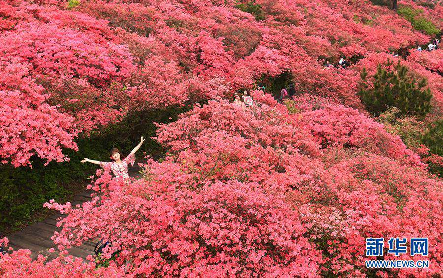 관광객들이 구이펑(龜峰)산 꽃밭을 구경하고 있다. [촬영: 신화사 청민(程敏) 기자]
