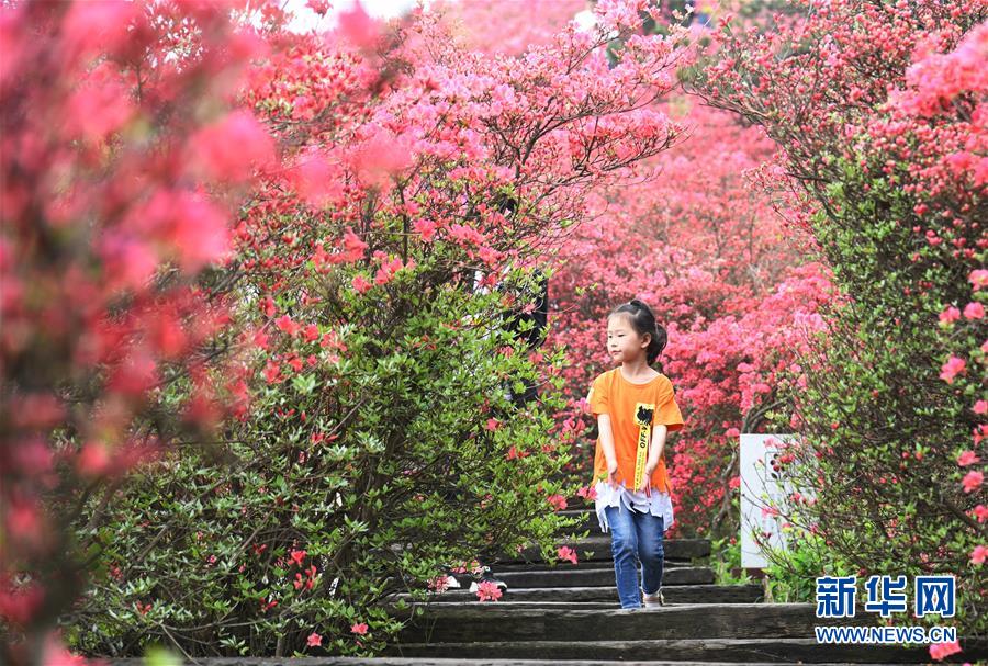 관광객이 구이펑(龜峰)산 꽃밭을 구경하고 있다. [촬영: 신화사 청민(程敏) 기자]