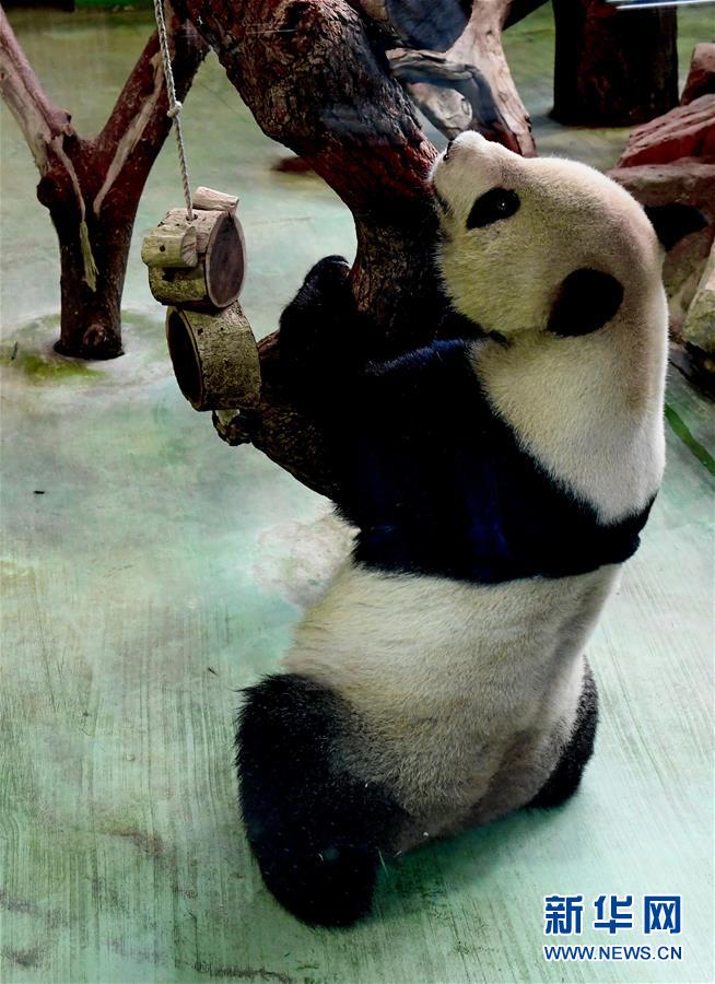 5월 6일, 판다 위안위안(圓圓)이 타이베이(臺北) 동물원에서 즐겁게 시간을 보내는 모습 [촬영: 신화사 장궈쥔(張國俊) 기자]
