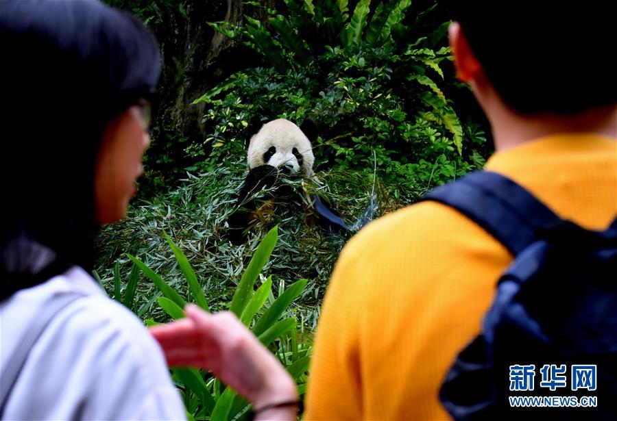 5월 6일, 관광객들이 타이베이(臺北) 동물원에서 판다를 구경하는 모습 [촬영: 신화사 장궈쥔(張國俊) 기자]