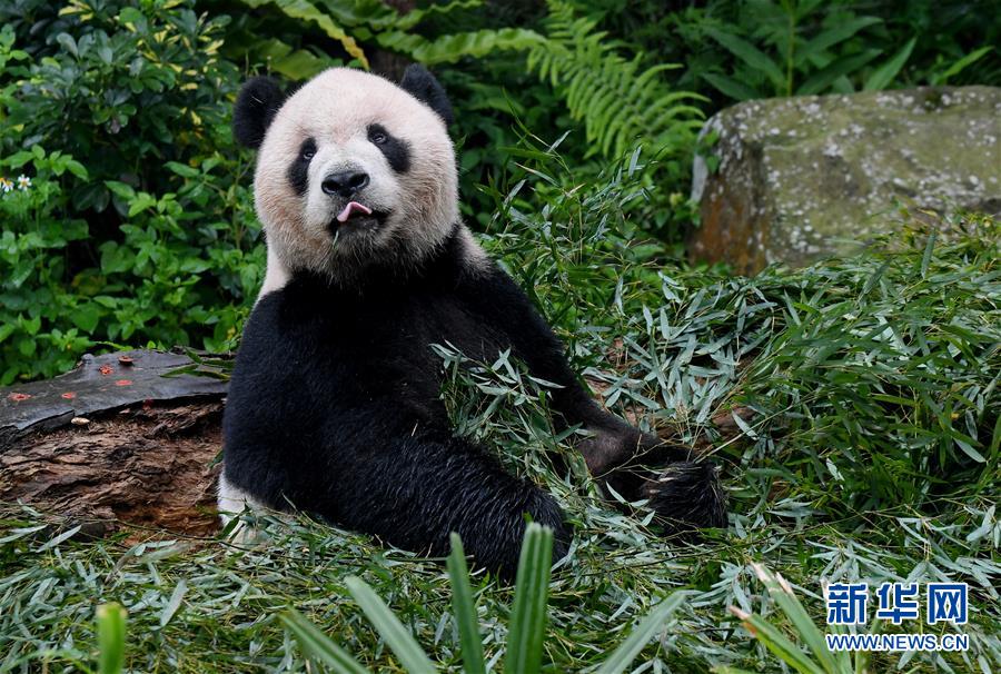5월 6일, 판다 퇀퇀(團團)이 타이베이(臺北) 동물원에서 대나무를 먹는 모습 [촬영: 신화사 장궈쥔(張國俊) 기자]