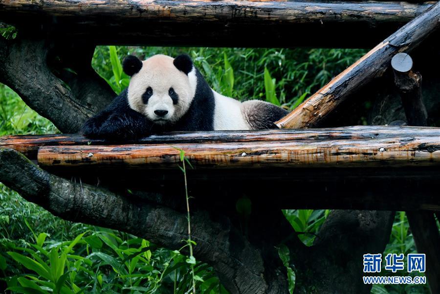 5월 6일, 판다 퇀퇀(團團)이 타이베이(臺北) 동물원에서 나무를 기어오르며 즐겁게 시간을 보내는 모습 [촬영: 신화사 장궈쥔(張國俊) 기자]
