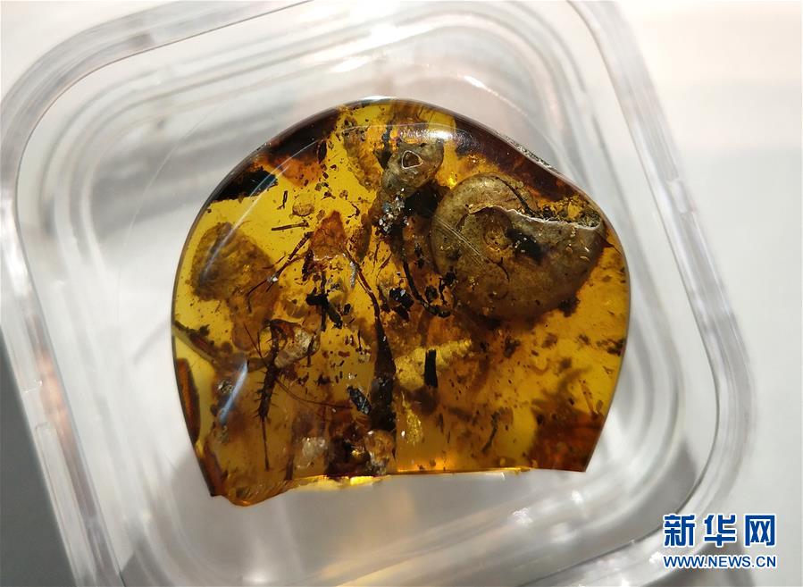 5월 14일 중국과학원 난징(南京)지질고생물연구소에서 촬영한 ‘암모나이트’ 등 생물 개체가 들어 있는 호박석 [촬영: 신화사 쑨찬(孫參) 기자]