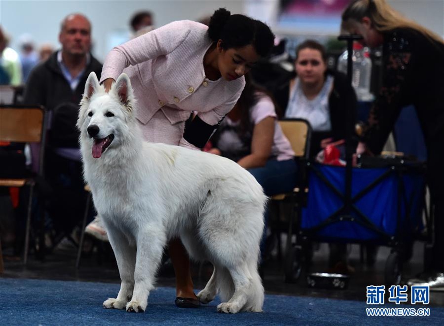 5월 19일 독일 도르트문트에서 개최된 애완동물 박람회, 미녀 선발대회에 참가한 화이트 스위스 셰퍼드 [촬영: 신화사 루양(逯陽) 기자]