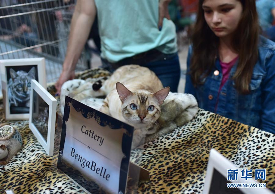 5월 19일 독일 도르트문트 애완동물 박람회에 참가한 뱅갈 고양이 [촬영: 신화사 루양(逯陽) 기자]