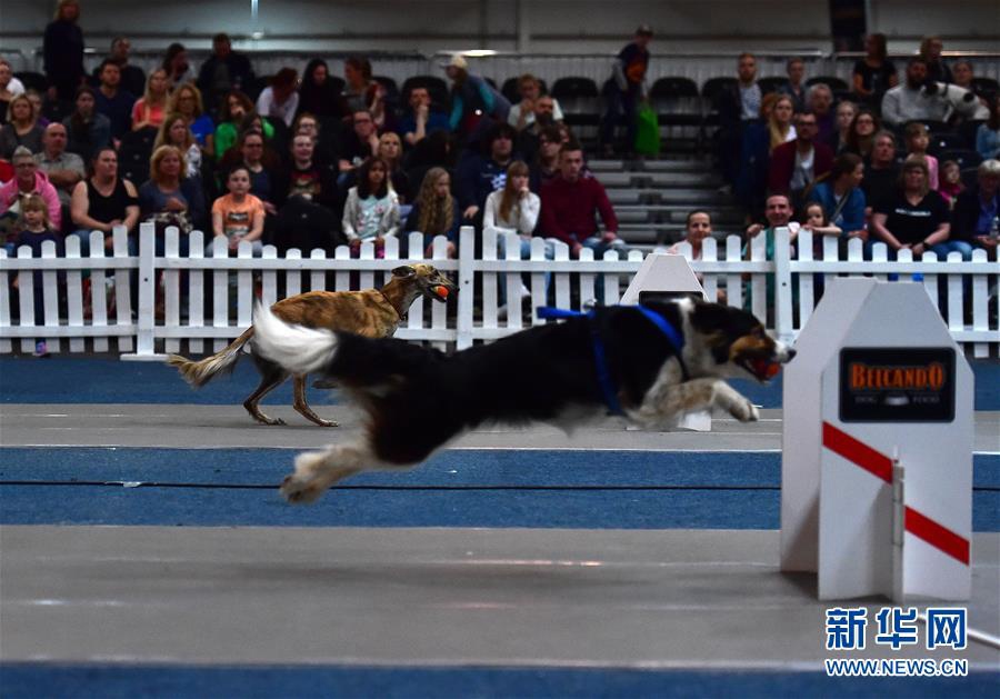 5월 19일 독일 도르트문트에서 개최된 애완동물 박람회, 경주에 참가한 강아지들 [촬영: 신화사 루양(逯陽) 기자]