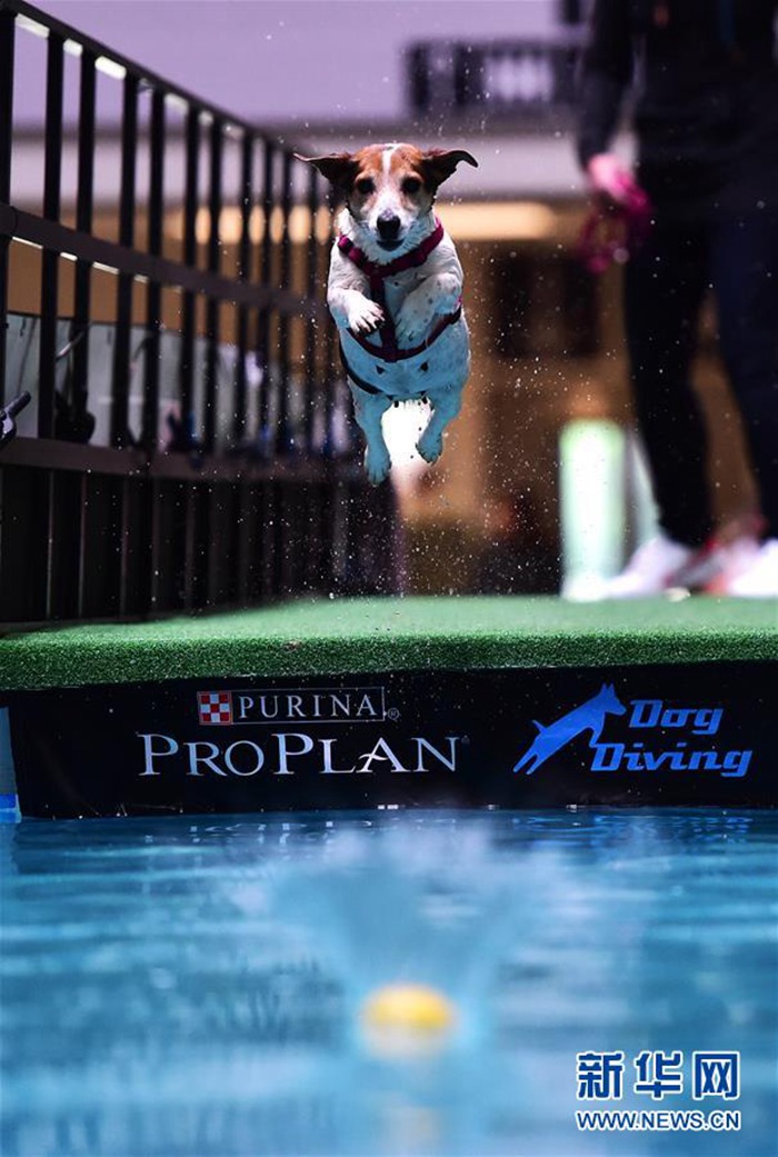 5월 19일 독일 도르트문트에서 개최된 애완동물 박람회, 다이빙 대회에 참가한 잭 러셀 테리어 강아지 [촬영: 신화사 루양(逯陽) 기자]